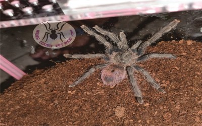 Trixopelma Ockerti Female Tarantula